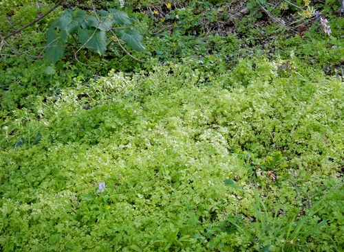 Anthriscus cerefolium (Chervil) (alternate view 3)