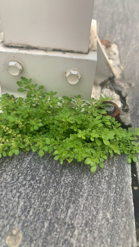 Pilea microphylla (Artillery Plant)