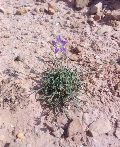 Campanula (bellflowers) (alternate view 5)