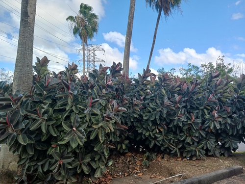 Ficus elastica (Rubber Plant) (alternate view 8)