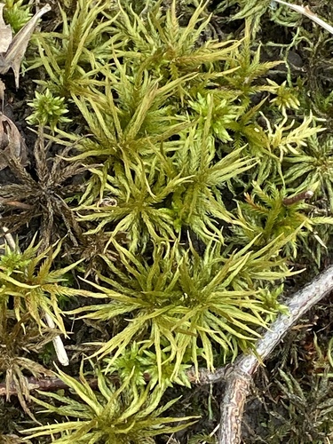 Climacium (Climacium Mosses) (alternate view 9)