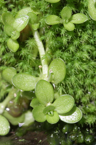 Callitriche (Water Starworts) (alternate view 3)