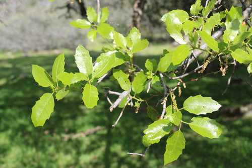 Quercus × morehus (Oracle Oak) (alternate view 5)