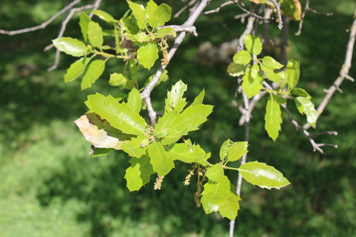 Quercus × morehus (Oracle Oak) (alternate view 4)