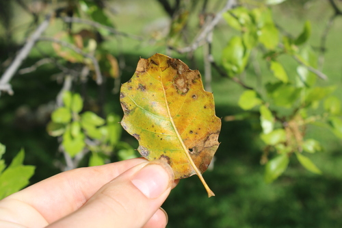 Quercus × morehus (Oracle Oak) (alternate view 6)