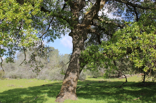 Quercus × morehus (Oracle Oak) (alternate view 7)