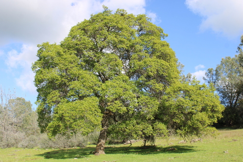 Quercus × morehus (Oracle Oak) (alternate view 3)