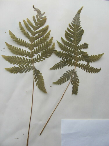 Phegopteris connectilis (long beech fern) (alternate view 14)
