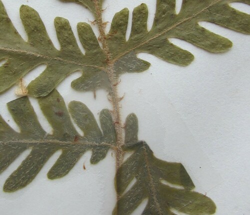 Phegopteris connectilis (long beech fern) (alternate view 15)