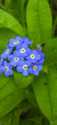 Myosotis sylvatica (forget-me-not)