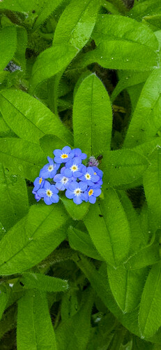 Myosotis sylvatica (forget-me-not)