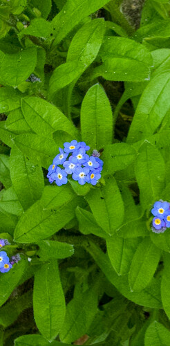Myosotis sylvatica (forget-me-not)