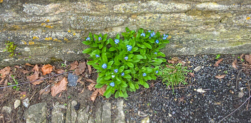 Myosotis sylvatica (forget-me-not)
