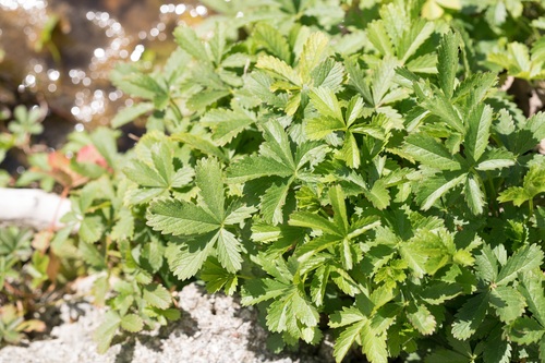 Potentilla reptans (Creeping cinquefoil)