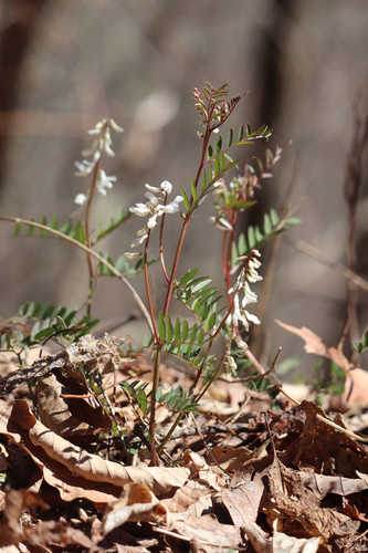 Vicia caroliniana (Carolina Vetch) (alternate view 3)