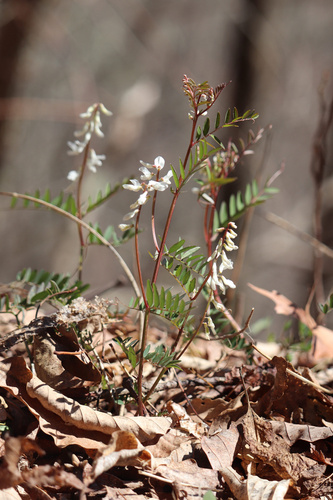 Vicia caroliniana (Carolina Vetch) (alternate view 4)