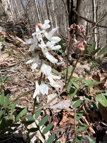 Vicia caroliniana (Carolina Vetch) (alternate view 5)