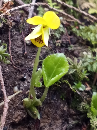 Viola rotundifolia (Round-leaved Violet) (alternate view 5)