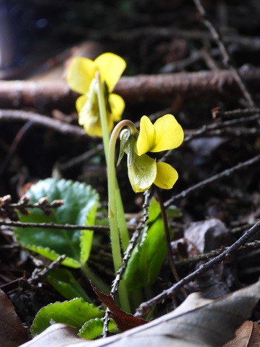 Viola rotundifolia (Round-leaved Violet) (alternate view 4)