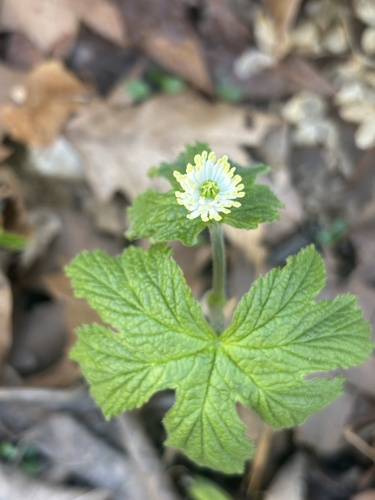 Hydrastis canadensis (Goldenseal) (alternate view 9)