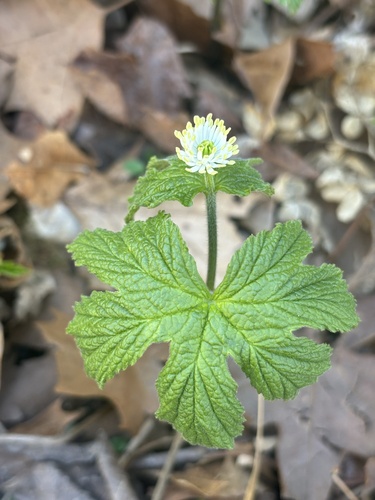 Hydrastis canadensis (Goldenseal) (alternate view 10)