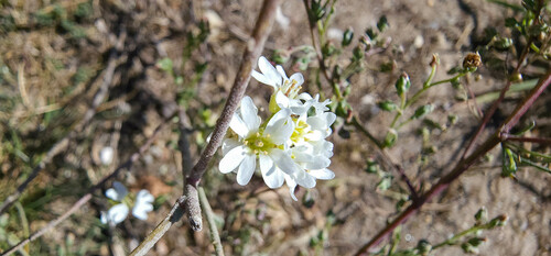 Berteroa incana (hoary alyssum)