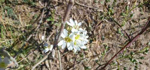 Berteroa incana (hoary alyssum)
