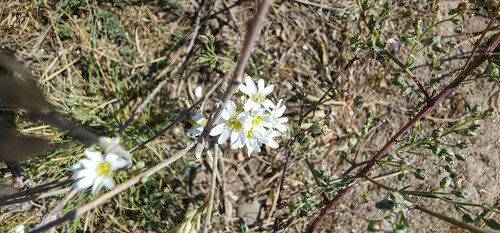 Berteroa incana (hoary alyssum)