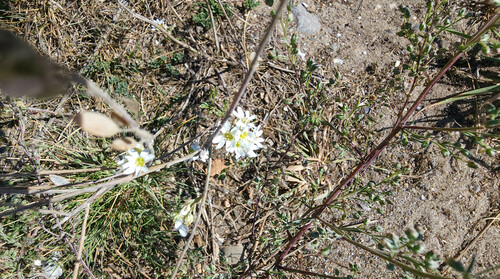 Berteroa incana (hoary alyssum)