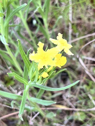 Lithospermum incisum (narrowleaf puccoon) (alternate view 4)