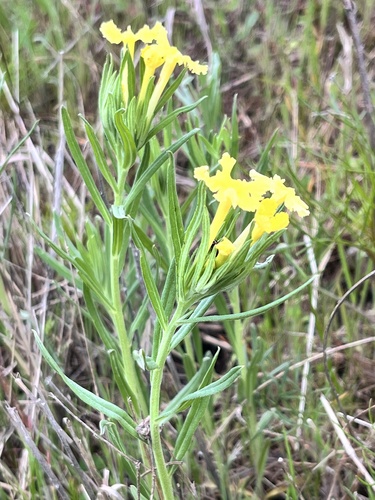 Lithospermum incisum (narrowleaf puccoon) (alternate view 2)