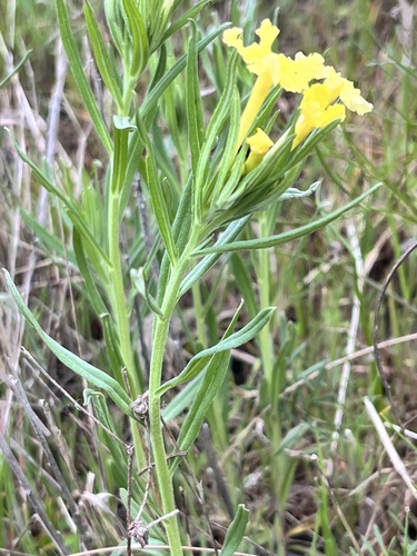 Lithospermum incisum (narrowleaf puccoon) (alternate view 3)