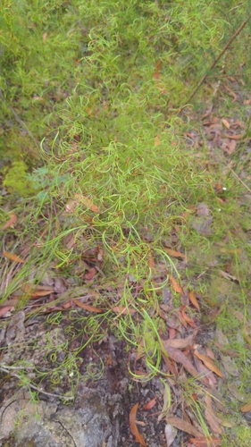 Caustis flexuosa (Curly Wig) (alternate view 9)