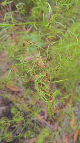 Caustis flexuosa (Curly Wig) (alternate view 10)