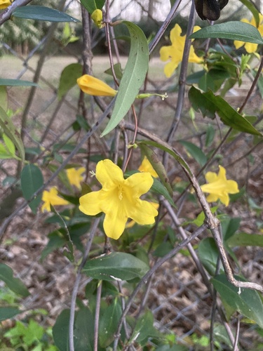 Gelsemium sempervirens (Carolina Jessamine)