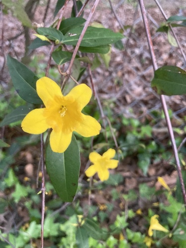 Gelsemium sempervirens (Carolina Jessamine)