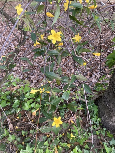 Gelsemium sempervirens (Carolina Jessamine)