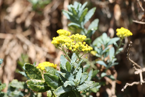 Senecio odoratus (Scented Groundsel) (alternate view 2)