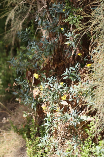 Senecio odoratus (Scented Groundsel) (alternate view 3)