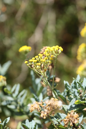 Senecio odoratus (Scented Groundsel) (alternate view 4)