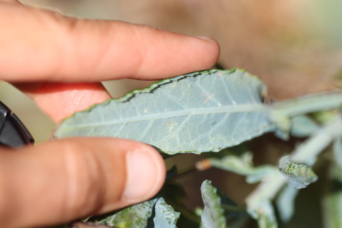 Senecio odoratus (Scented Groundsel) (alternate view 5)