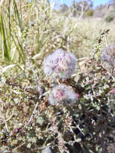 Maireana brevifolia (Short-leaf Bluebush)