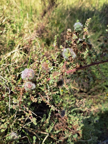Maireana brevifolia (Short-leaf Bluebush) (alternate view 2)