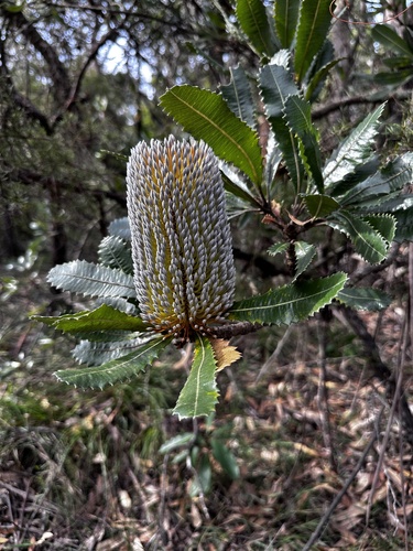 Banksia serrata (Old man banksia) (alternate view 9)