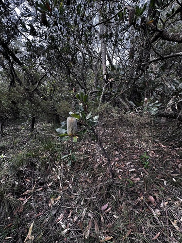 Banksia serrata (Old man banksia) (alternate view 10)