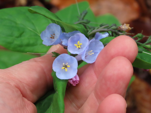 Mertensia virginica (Virginia Bluebells) (alternate view 5)