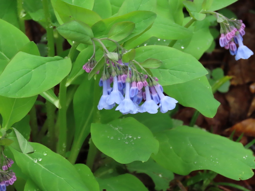 Mertensia virginica (Virginia Bluebells) (alternate view 3)
