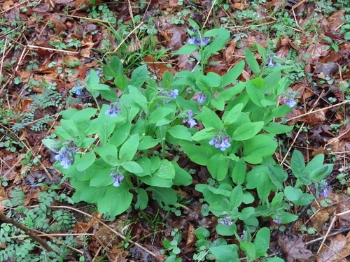 Mertensia virginica (Virginia Bluebells) (alternate view 4)
