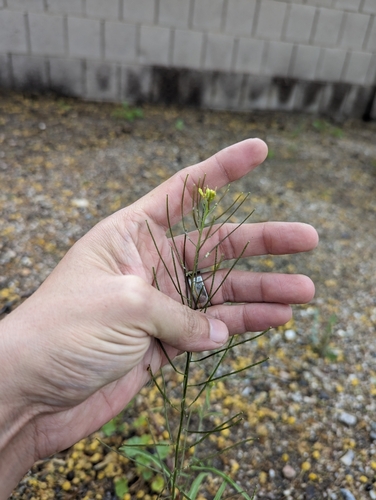 Sisymbrium (Hedgemustards) (alternate view 5)