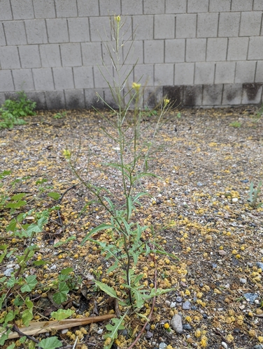 Sisymbrium (Hedgemustards) (alternate view 6)